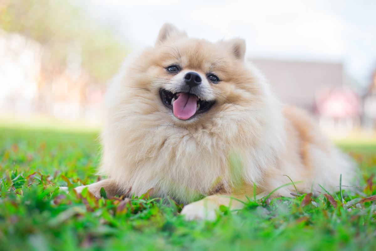 Cani di piccola taglia più affettuosi