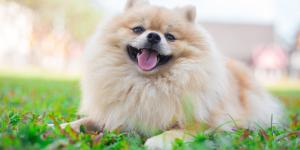Cani di piccola taglia più affettuosi