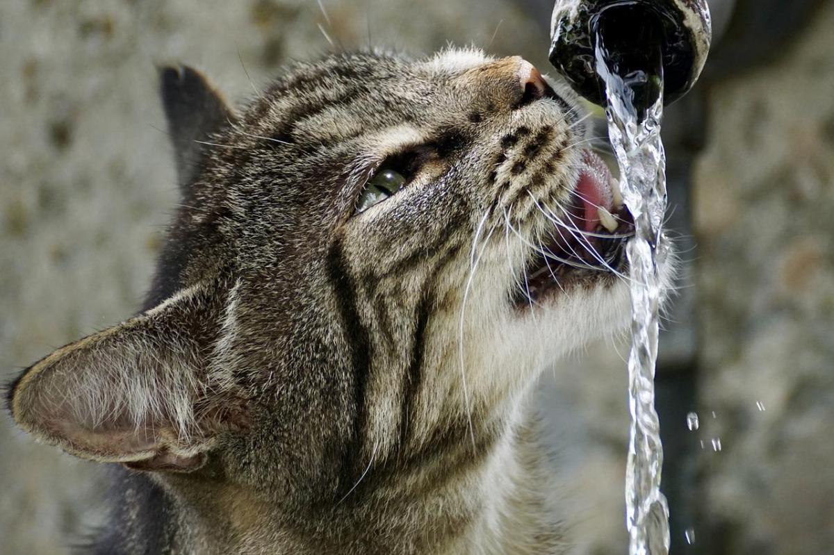 Gatto disidratato: sintomi e cause