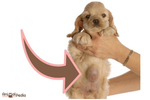 Ernia ombelicale nel cane: Cause, sintomi e trattamento