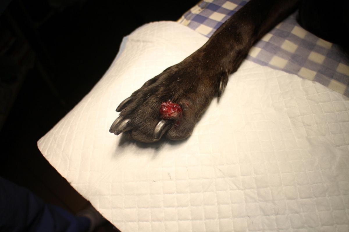 Ferita nel cane che non guarisce: cause e cosa fare
