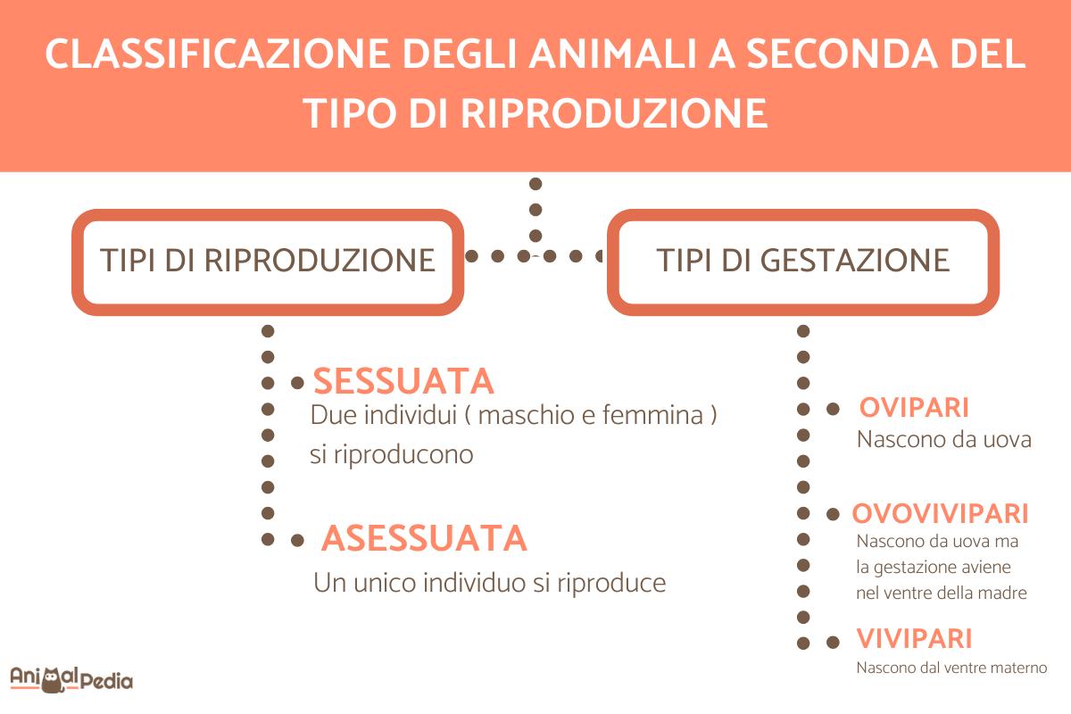 Riproduzione animale: ovipari vivipari e ovovivipari