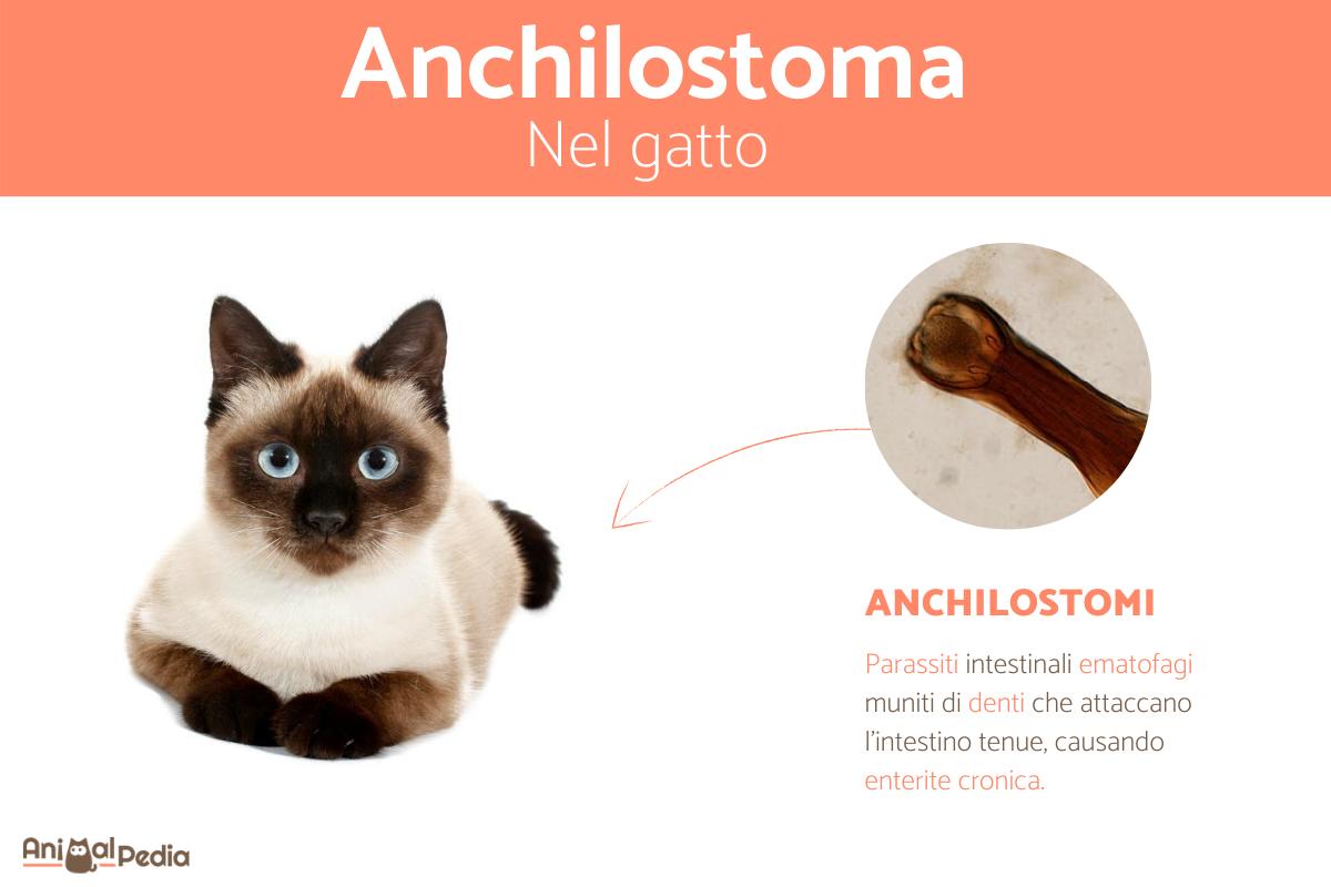 Anchilostoma nel gatto: Sintomi e trattamento