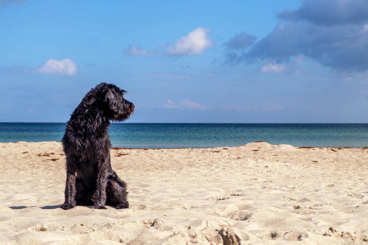 Il mio cane ha bevuto acqua di mare - Cosa succede e cosa fare