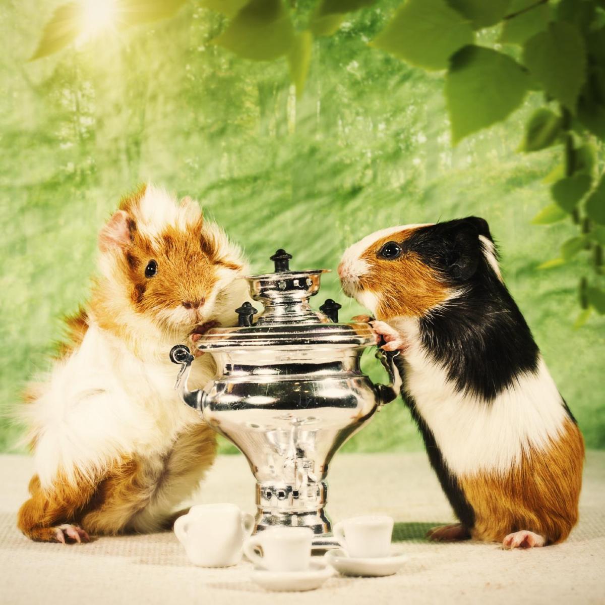 Alimentazione dei porcellini d'India cuccioli e adulti 🐹