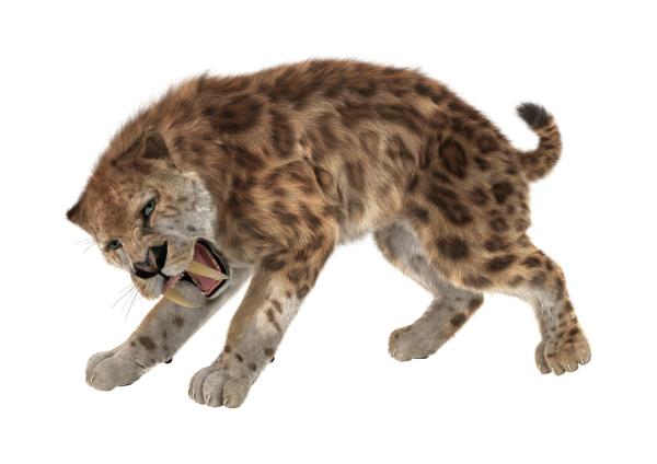 Tigre dai denti a sciabola: caratteristiche e curiosità