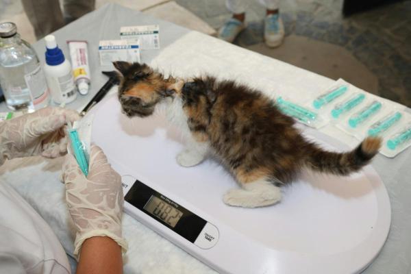 Rimedi naturali per il vomito del gatto - Cosa dare al gatto per il vomito?