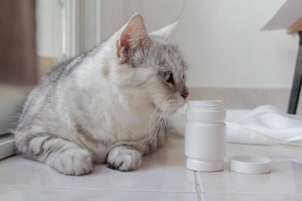 Rimedi naturali per il vomito del gatto - Quale medicinale è efficace per il vomito nei gatti?
