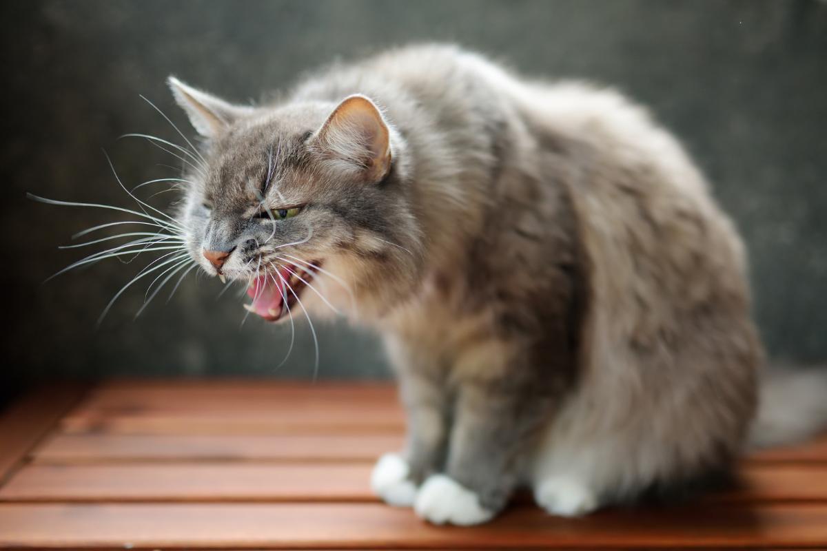 Rimedi naturali per il vomito del gatto