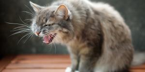 Rimedi naturali per il vomito del gatto
