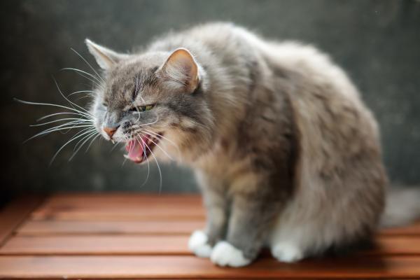 Rimedi naturali per il vomito del gatto