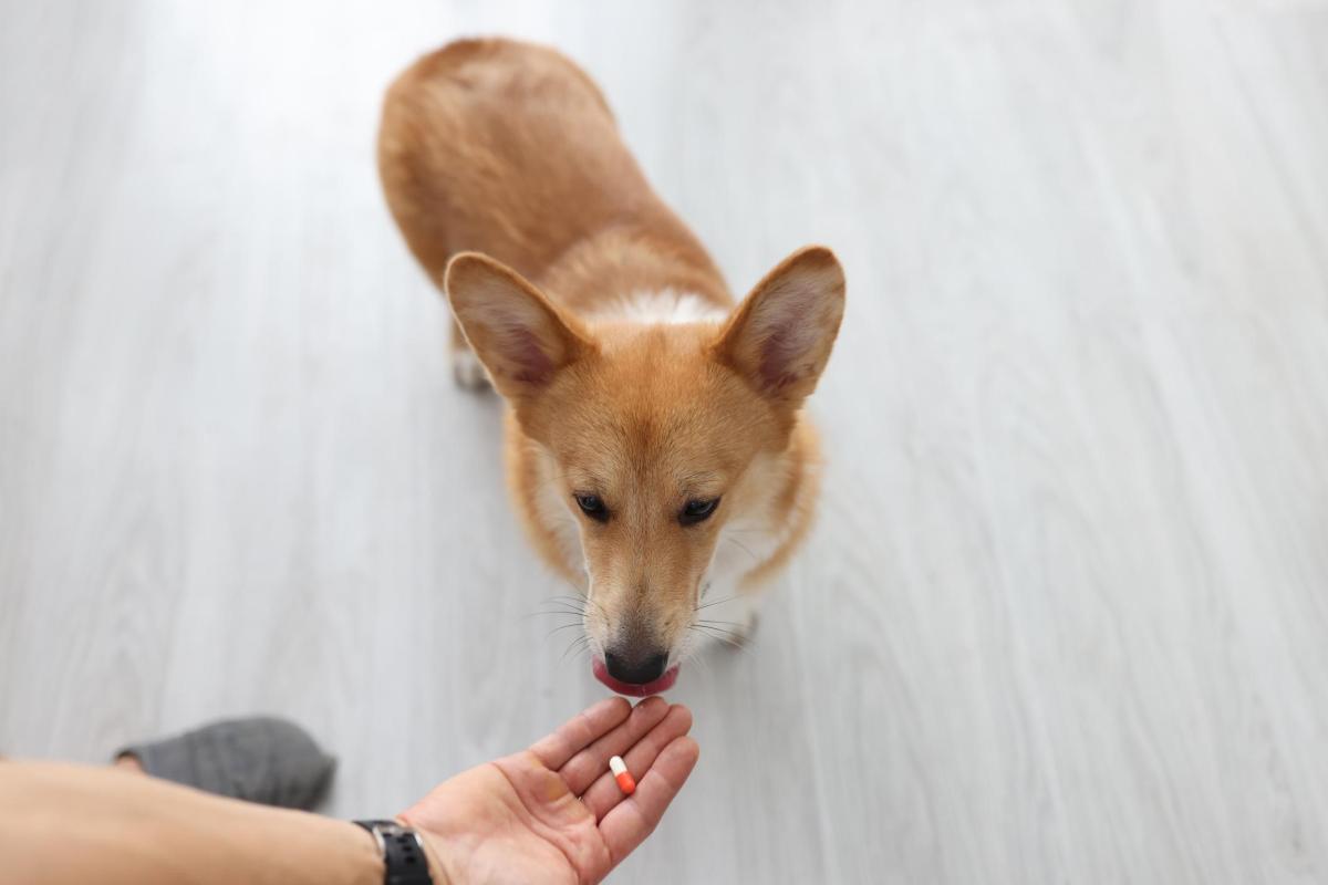 Trilostano (Vetoryl) per cani: dosaggio, usi ed effetti collaterali