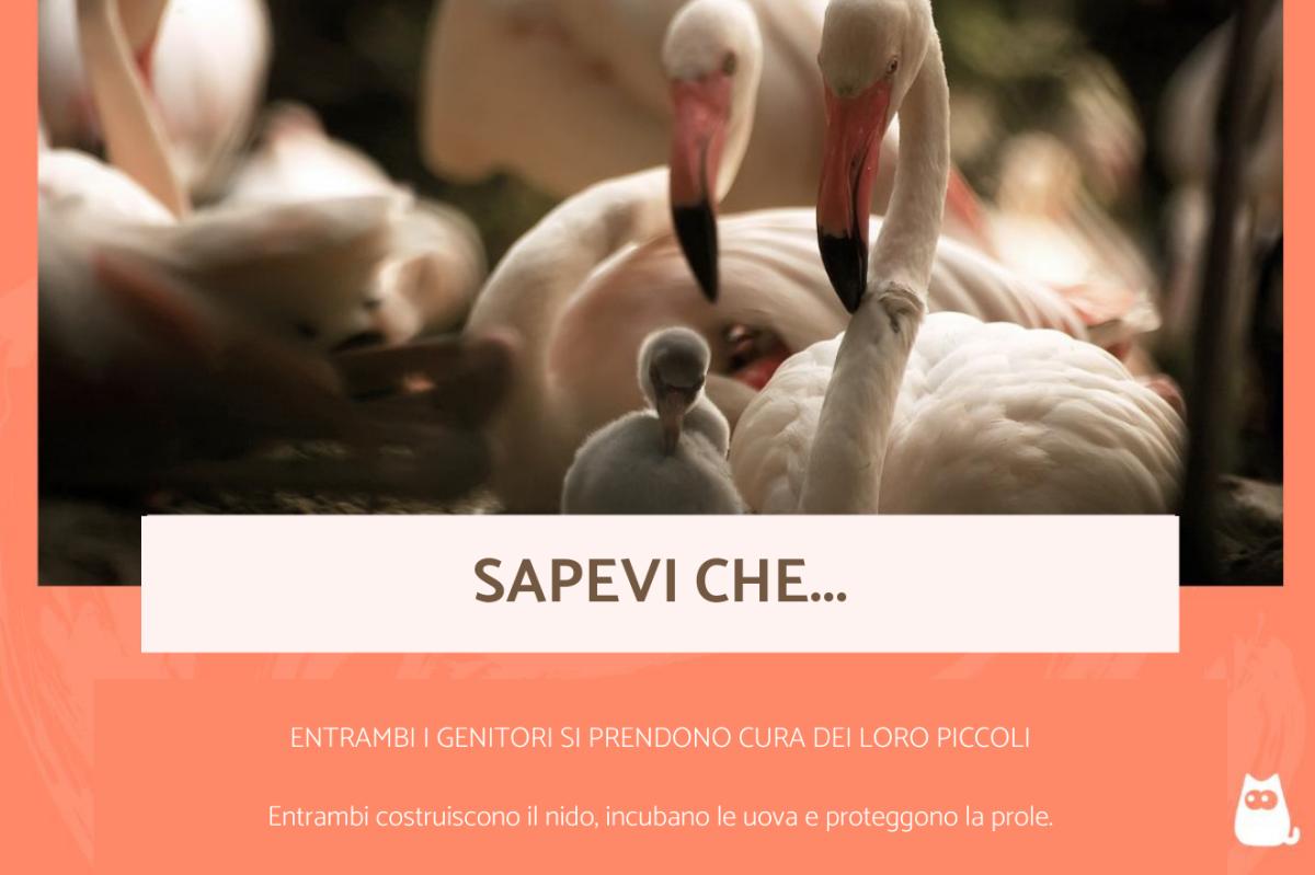 Curiosità sui fenicotteri