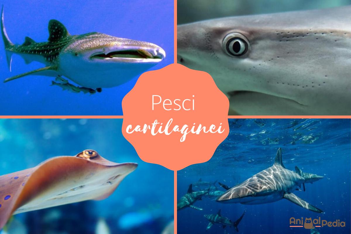 Pesci cartilaginei - Caratteristiche, nomi ed esempi