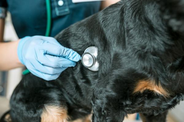Le 10 malattie dei cani più letali