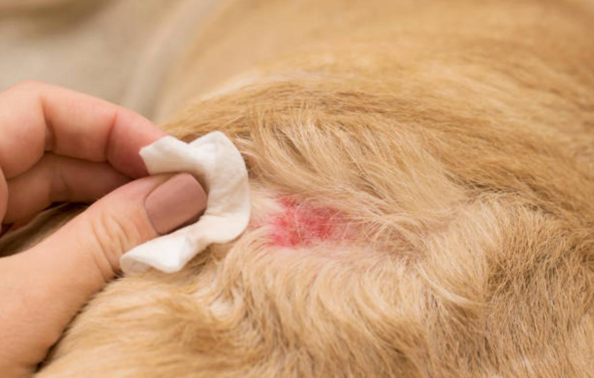 Cisti dermoide nel cane: sintomi e cura