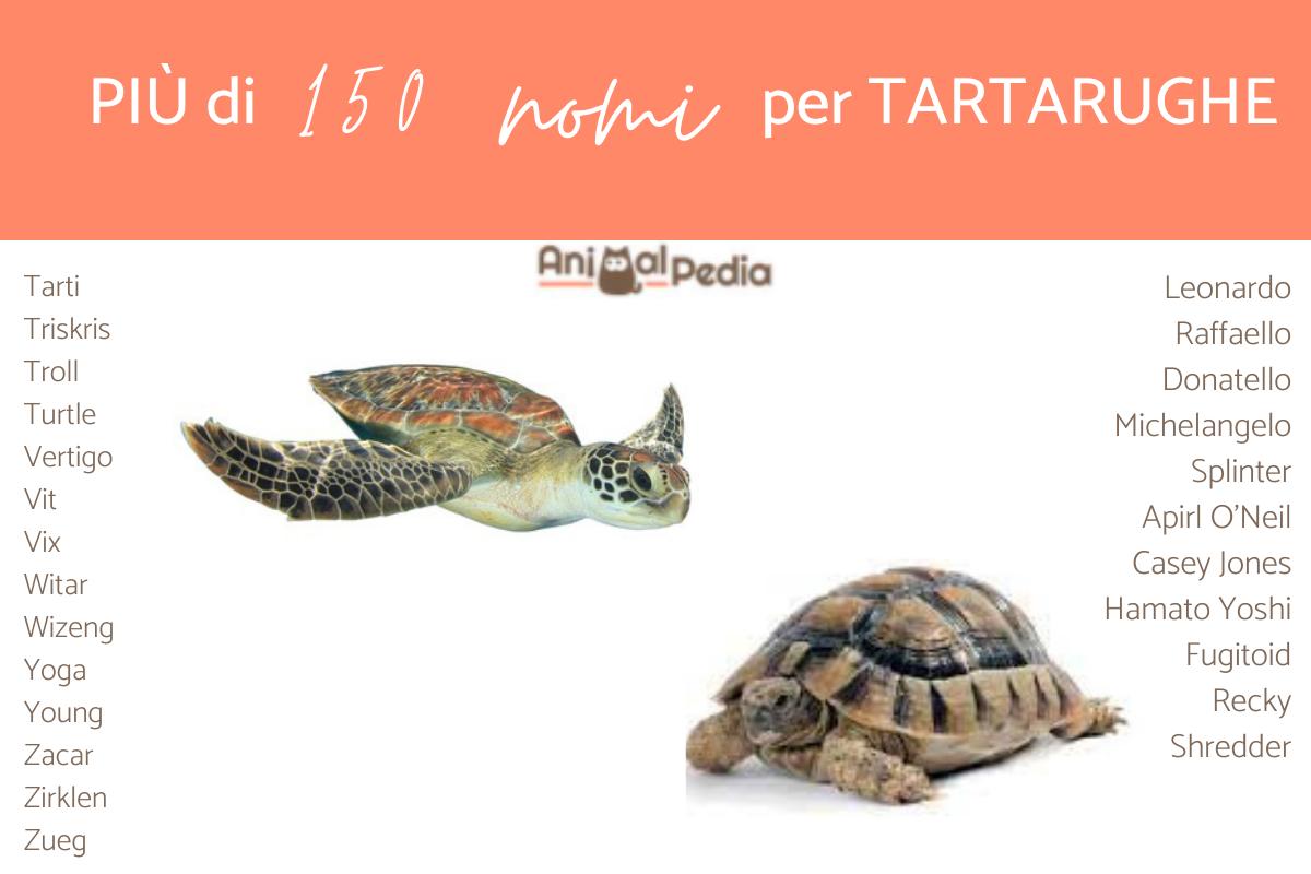 Nomi per tartarughe