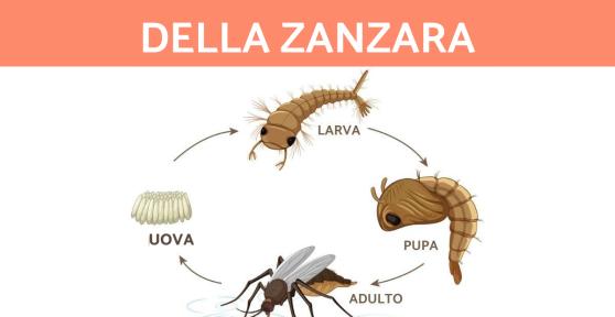 Come si riproducono le zanzare?