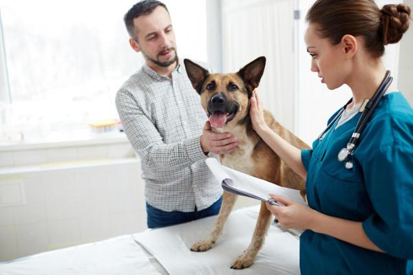 Urea alta nel cane: cause, sintomi e cosa fare