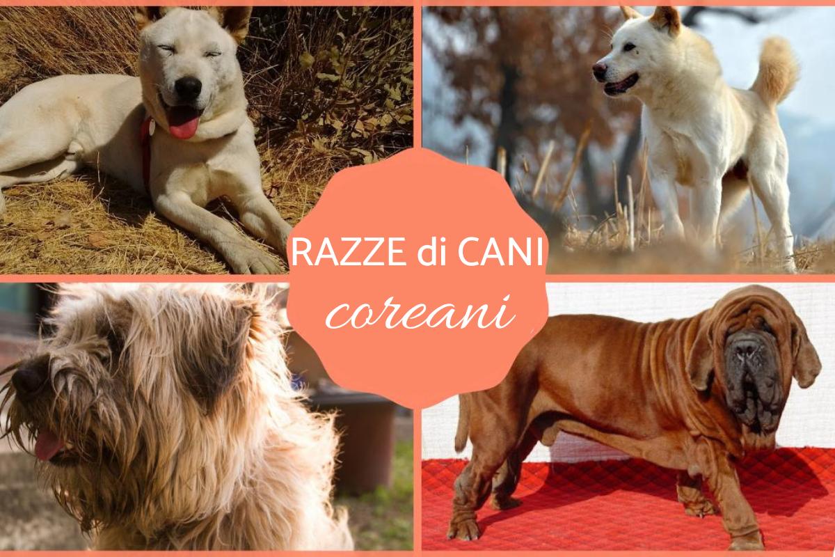 Razze di cani coreani: Caratteristiche e curiosità