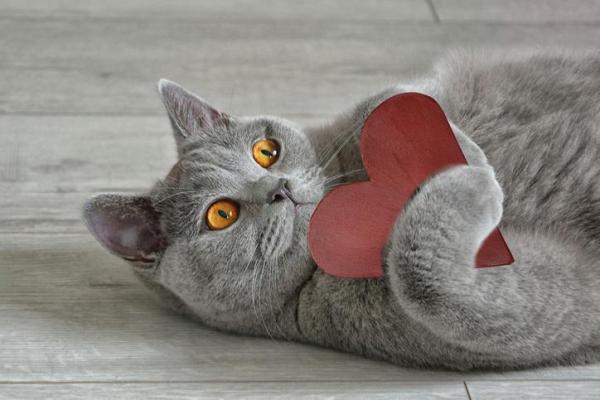 8 razze di gatti grigi: caratteristiche e curiosità