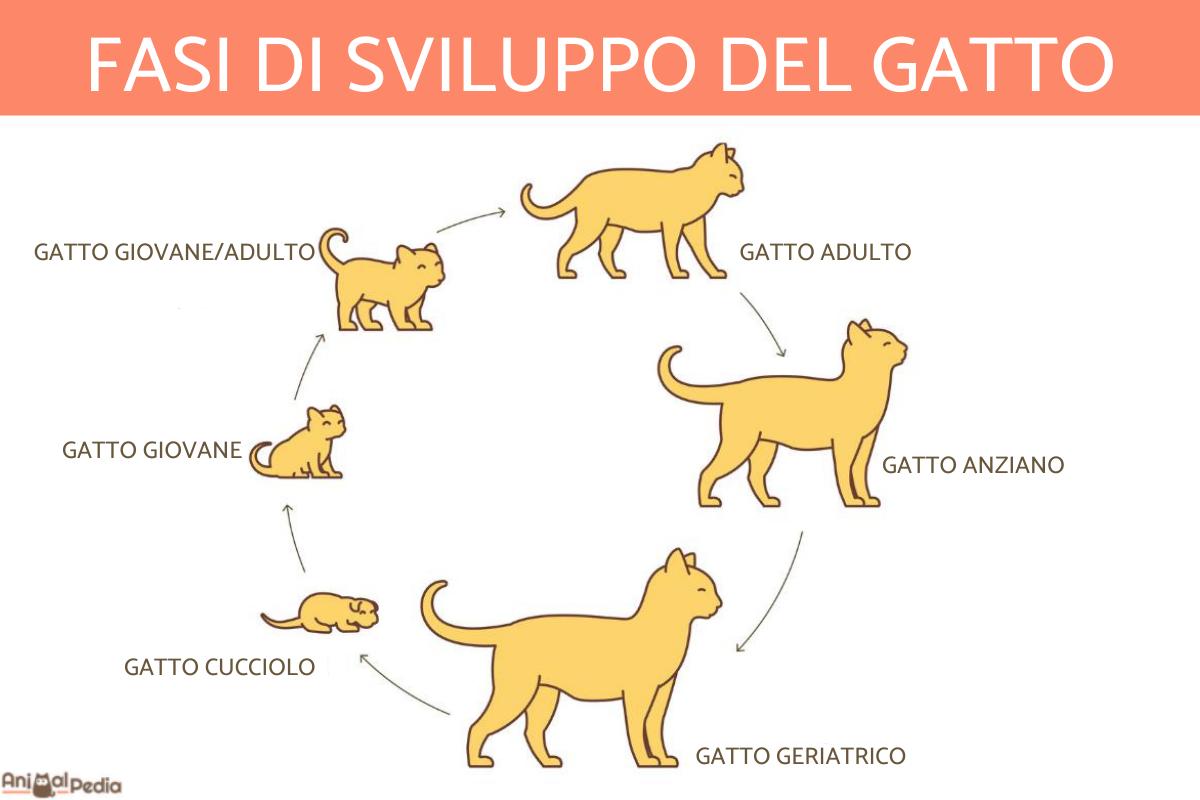 Ciclo di vita del gatto