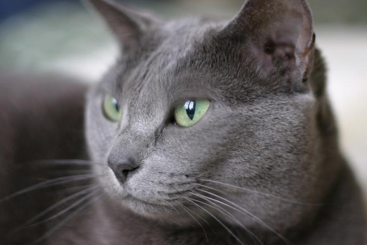 Moraj - Calzini da donna invisibili con gatto, CDB200-135, grigi