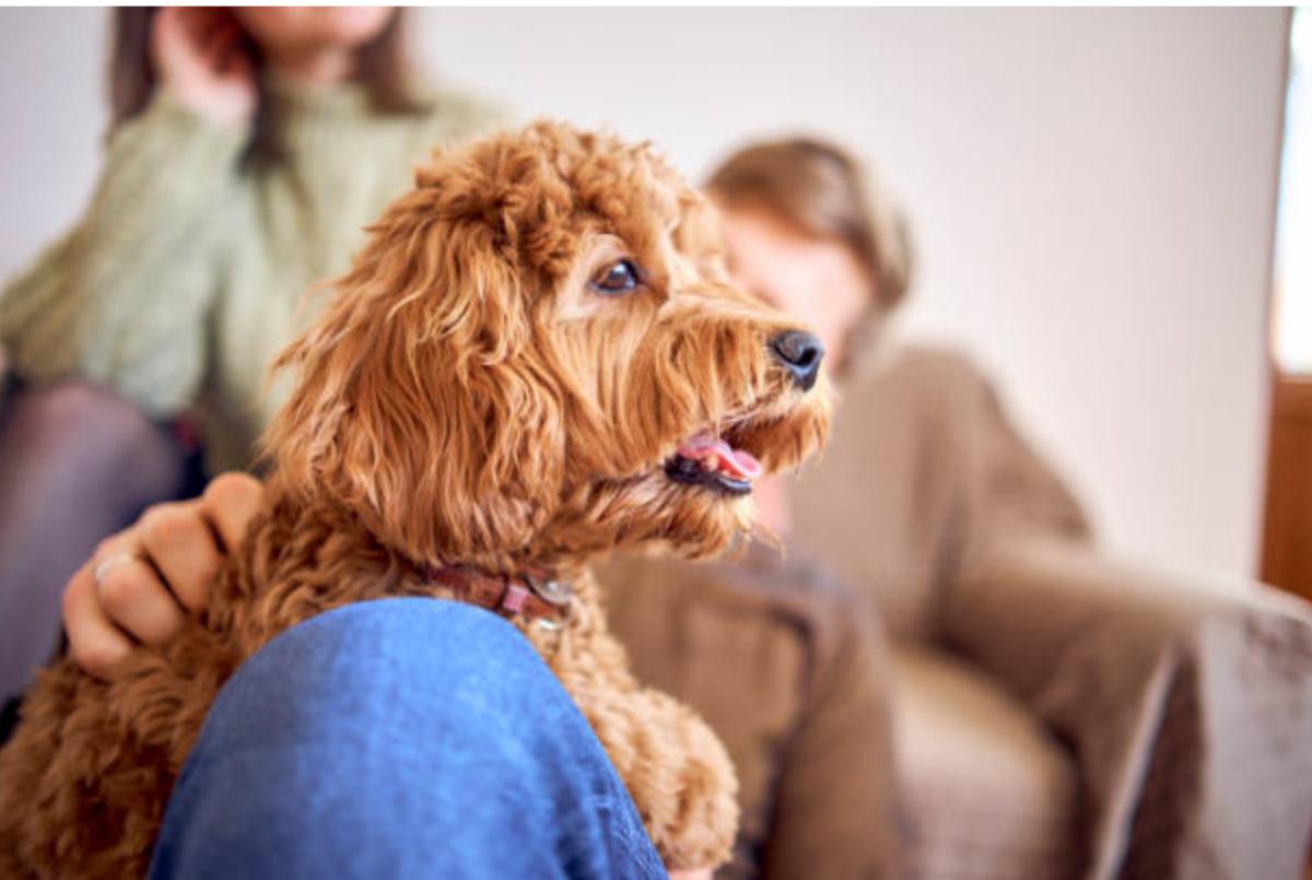Respiro affannoso nel cane anziano: cause e cosa fare