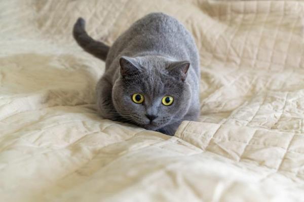 Il gatto fa la cacca sul letto o sul divano - Cause e soluzioni