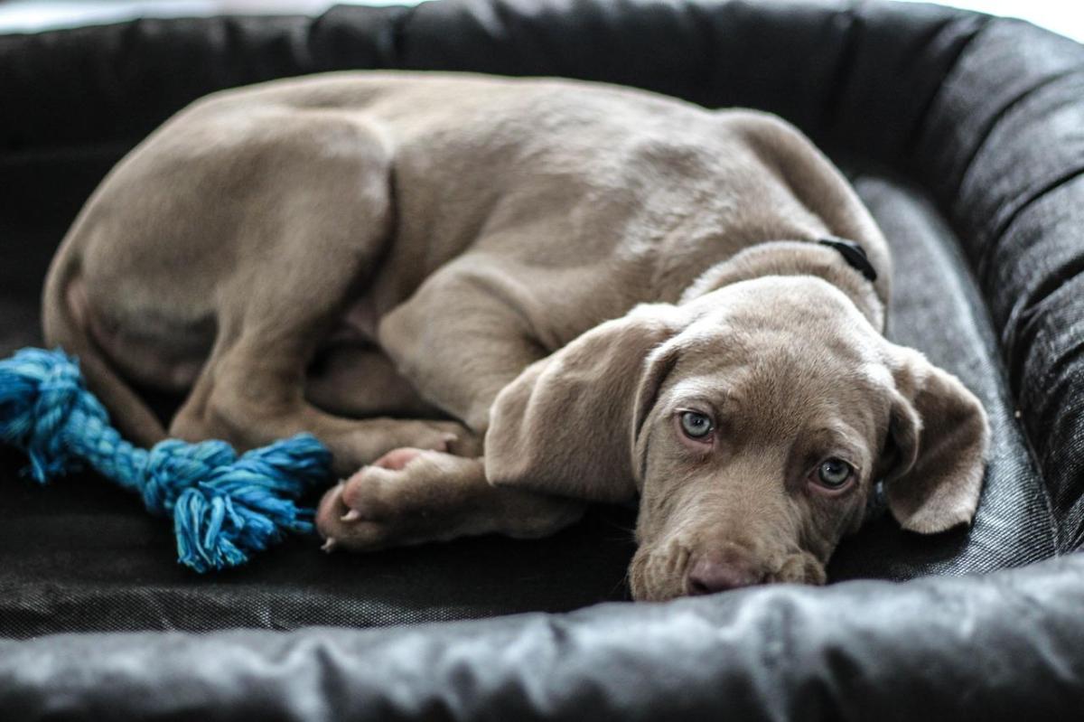 Nomi per cani grigi