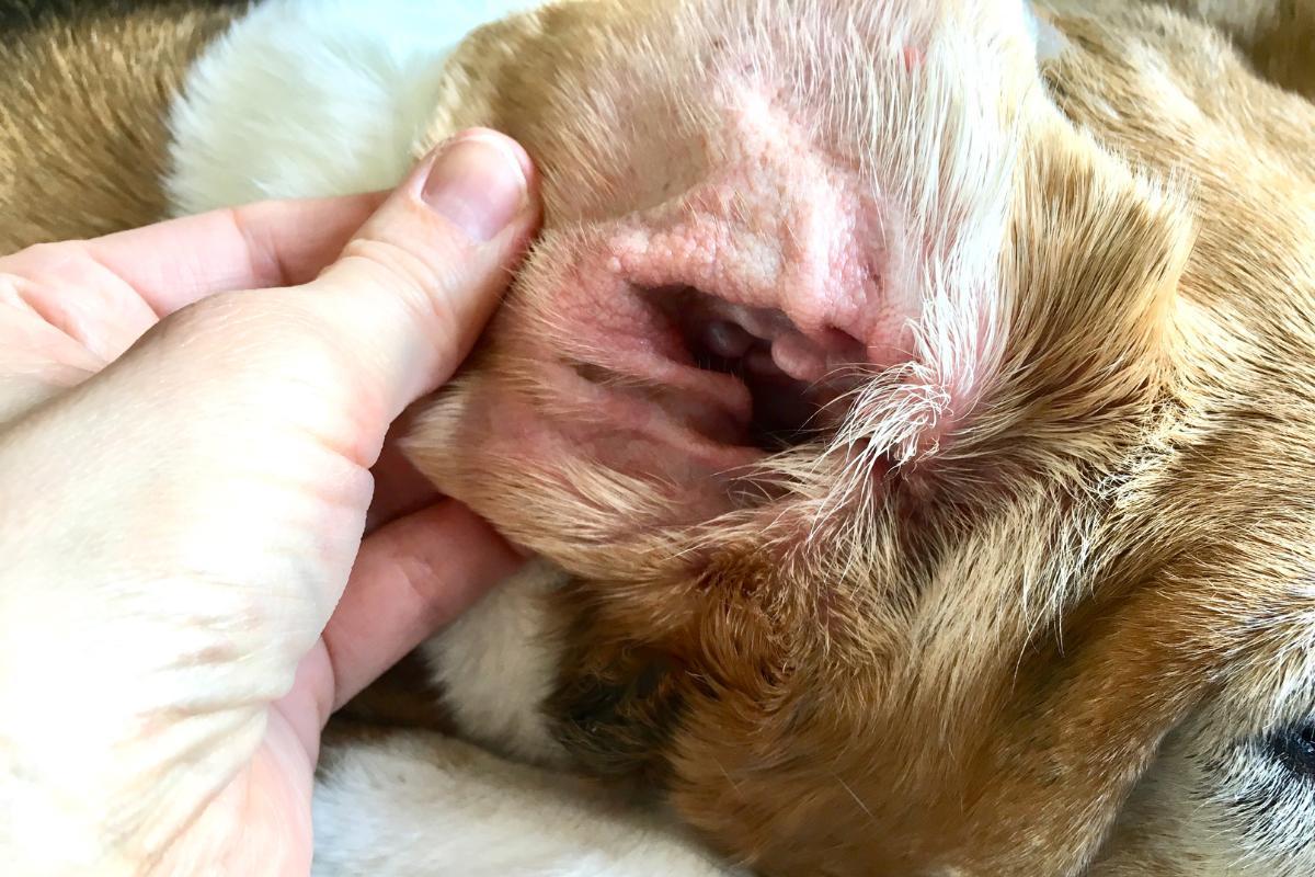 Orecchie rosse nel cane: cause e rimedi naturali