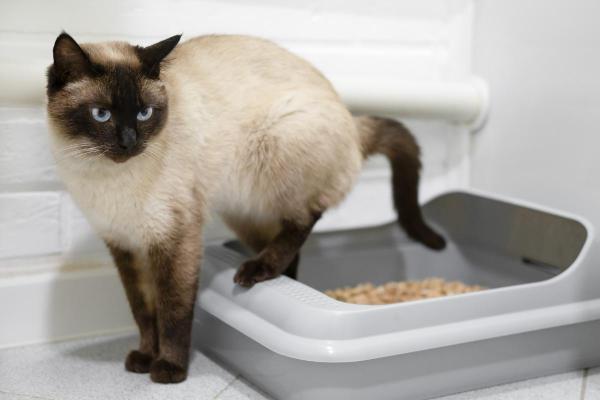 Problemi renali nel gatto - 2. Malattia renale cronica