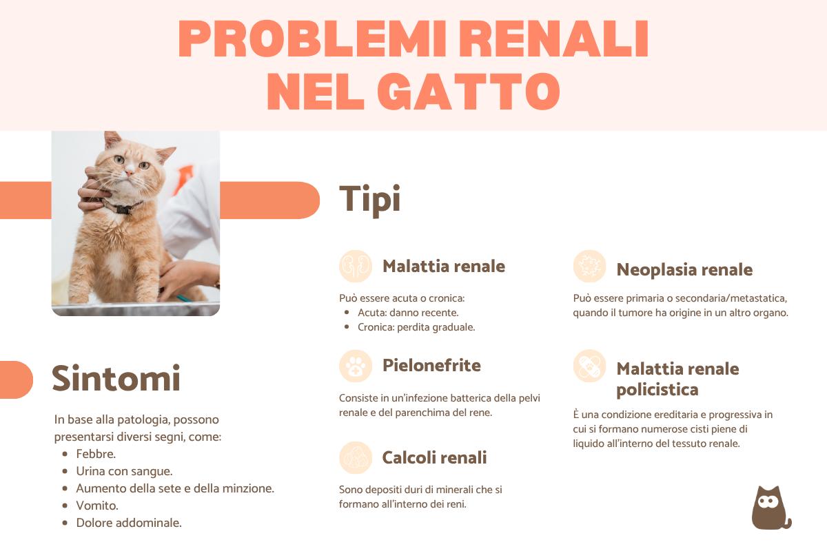 Problemi renali nel gatto