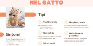 Problemi renali nel gatto