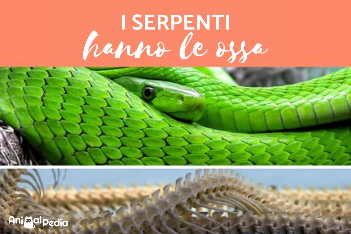 I serpenti hanno le ossa?