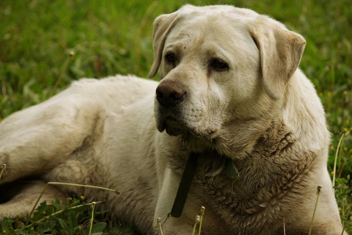 Il mio cane puzza di pesce: cause e trattamento