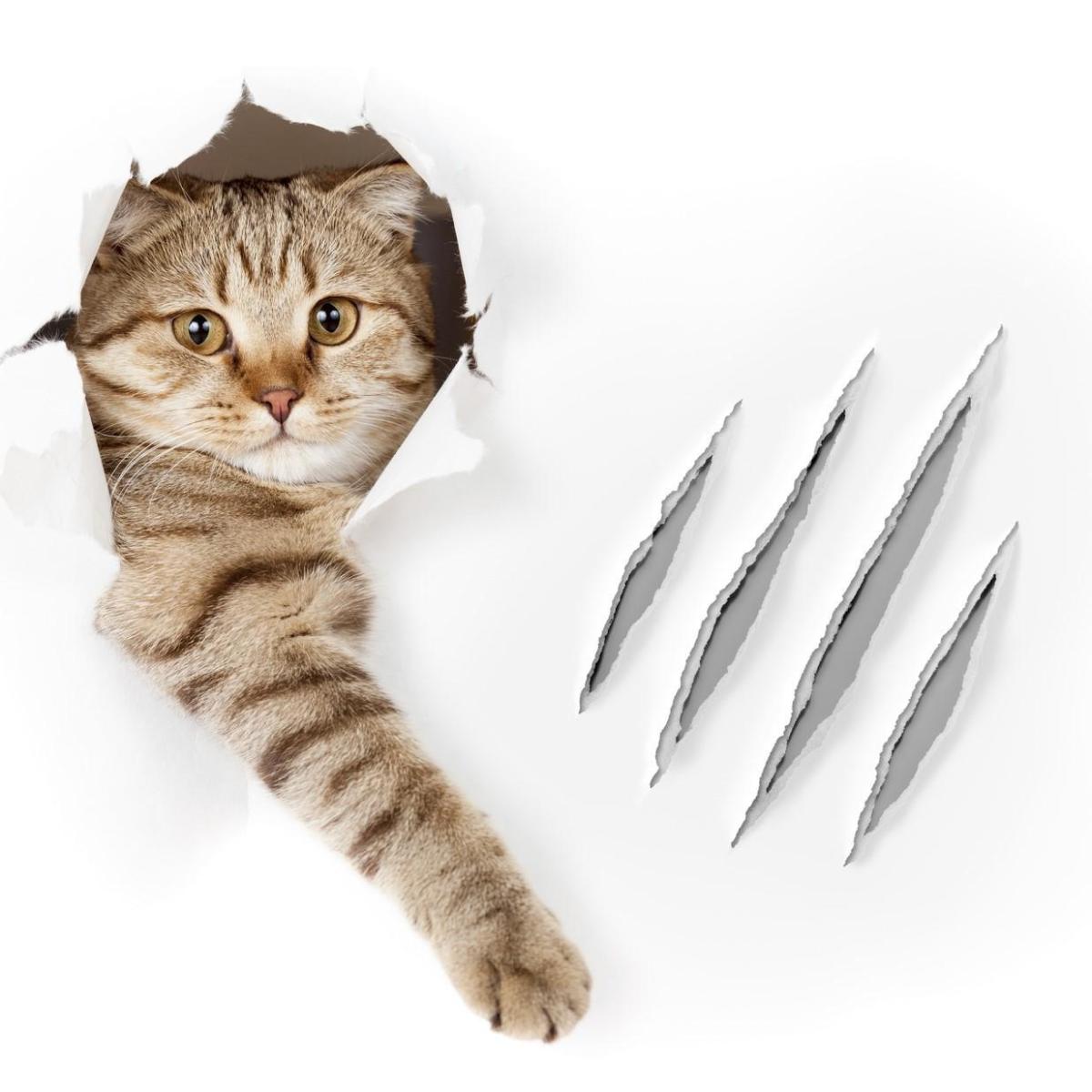 Guida completa per prendersi cura di un gatto adulto