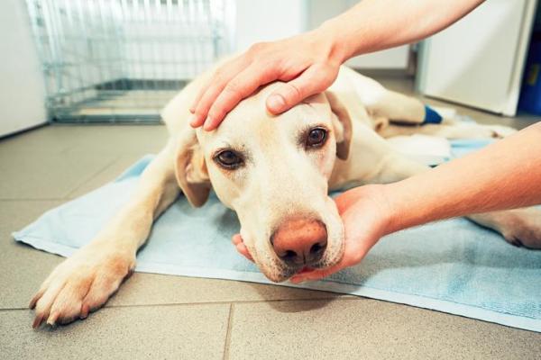 Perché il cane barcolla improvvisamente?