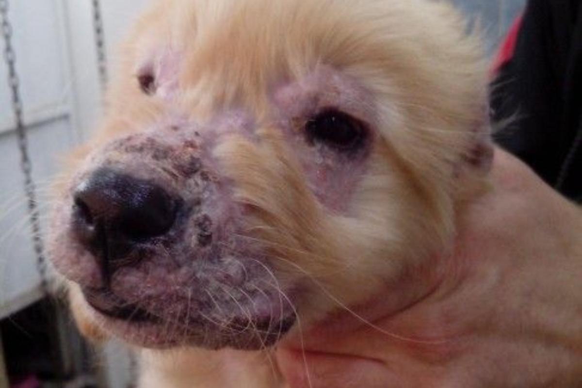 Cellulite giovanile nel cane: cause, cura e conseguenze