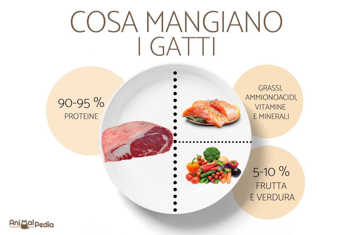 Cosa mangiano i gatti?