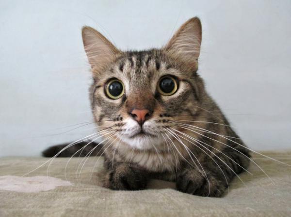Gatto con pupille dilatate: perché succede?