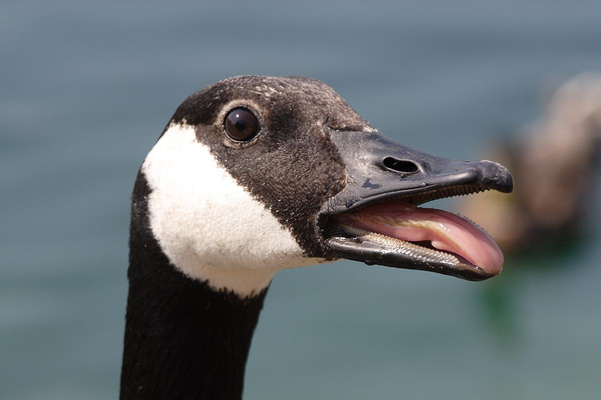 Le oche hanno i denti?