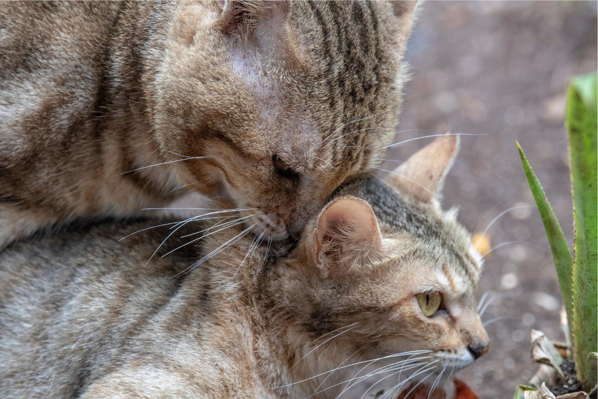 Il mio gatto maschio sterilizzato si accoppia: perché e cosa fare