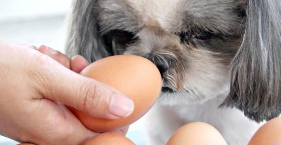 I cani possono mangiare le uova?