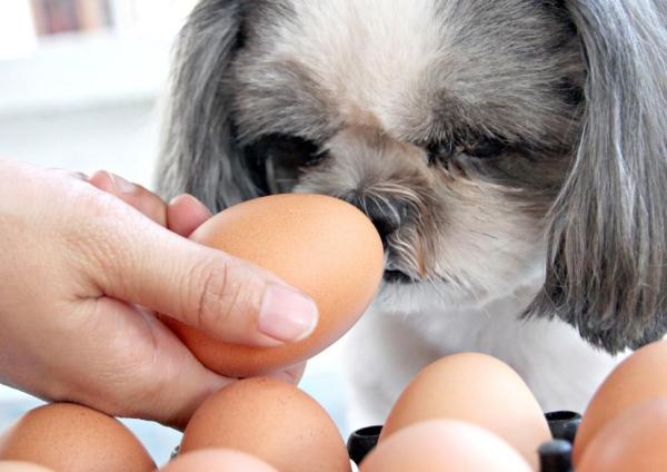 I cani possono mangiare le uova?