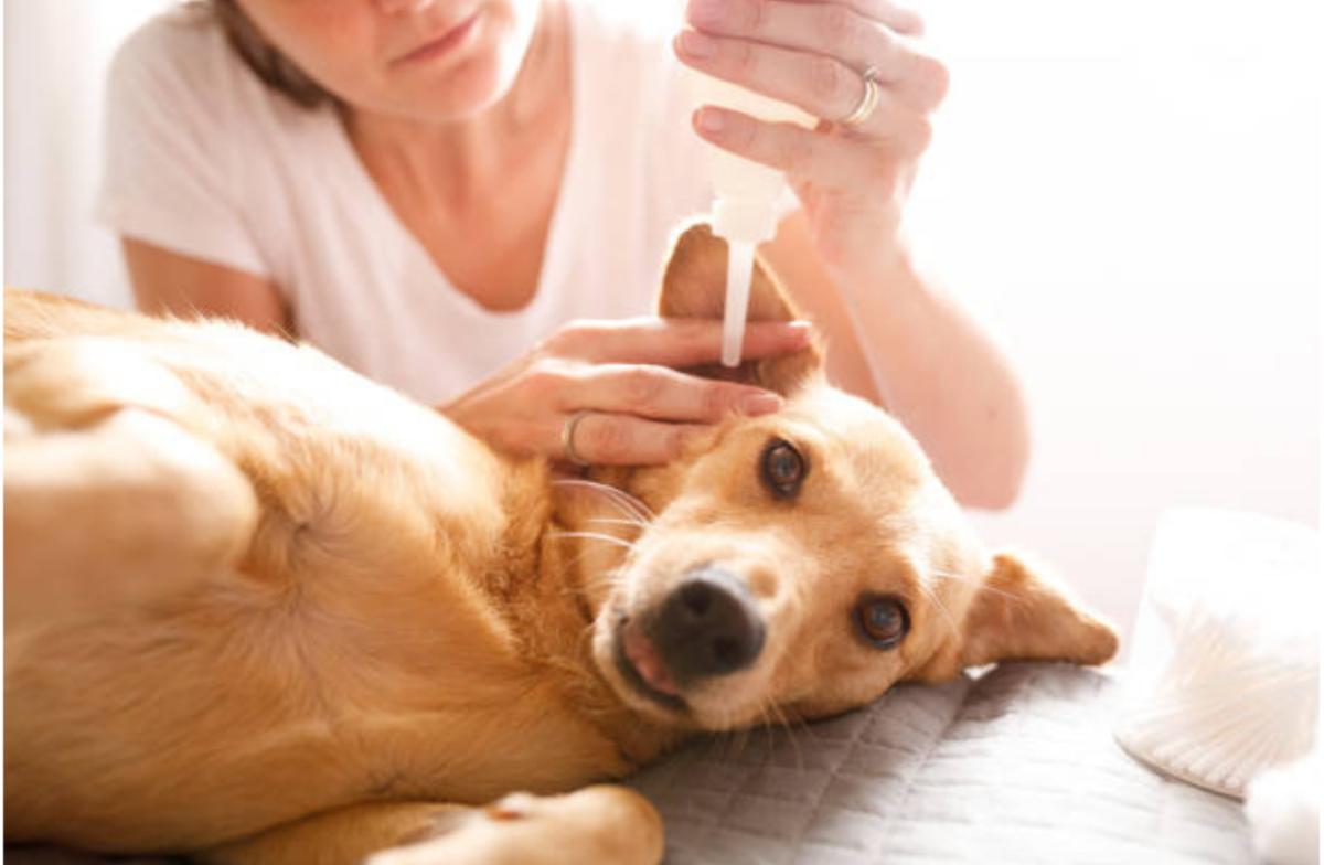 Il cane ha un'otite che non guarisce: cause e come curarla