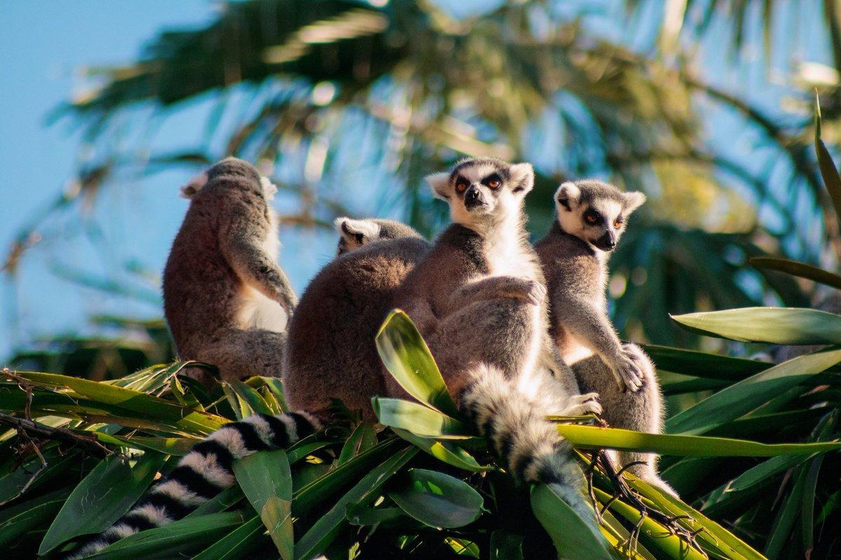 Animali del Madagascar