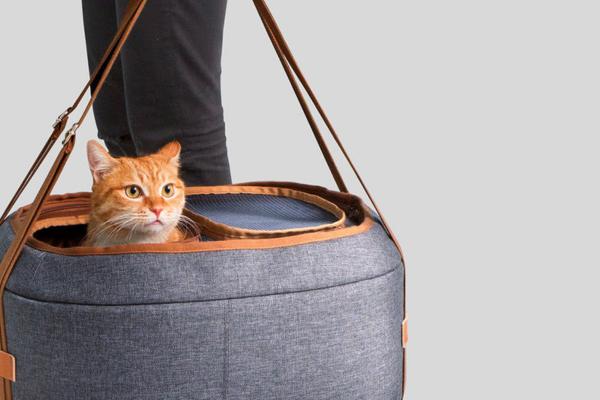 Come mettere il gatto nel trasportino passo per passo - Come abituare il gatto al trasportino