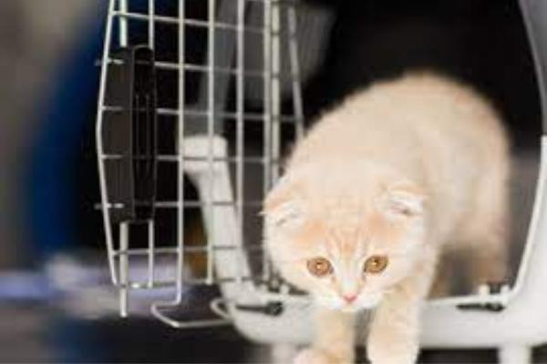 Come mettere il gatto nel trasportino passo per passo