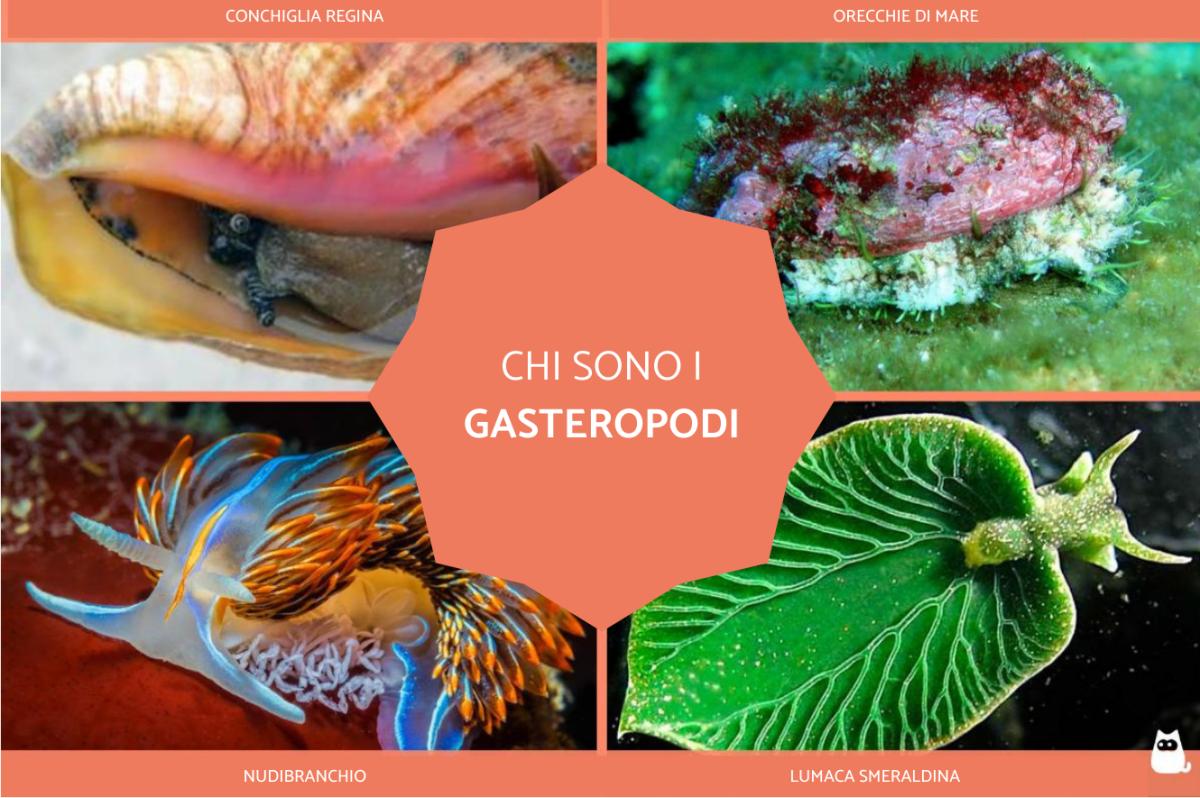 Gasteropodi: cosa sono, caratteristiche ed esempi